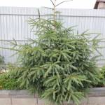 Pret Bara spate Ford Focus 3 Hatchback Facelift an 2015 2016 2017 2018 cod F1EB-17906-A - poza 4